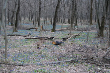 spring forest © st_fox