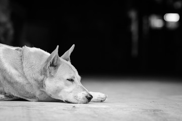 Dog sleep on factory door floor