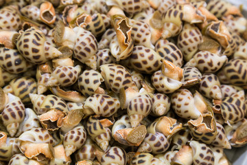 Heap of live sea snails in market, delicacy among Chinese