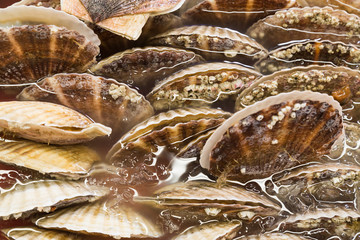 Closeup of fresh scallop sea shell at market