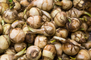 Fresh arrowhead or ngaku, popular delicacy during Chinese New Ye