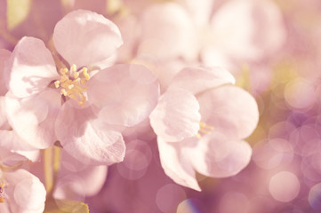 Vintage floral background in soft pastel tones.