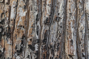 Bark looked as beautiful art.