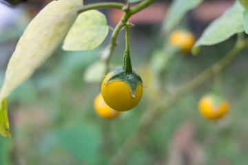 thai yellow egg plant