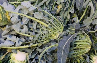 Genuine original green broccoli Northern Italy called BROCCOLO F © ChiccoDodiFC