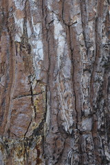 Obraz premium Bark looked as beautiful art.