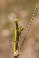 A Mantis Enjoying the Photo Session