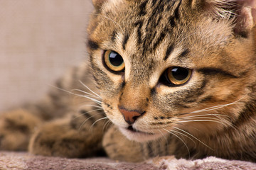 On his guard cat closeup