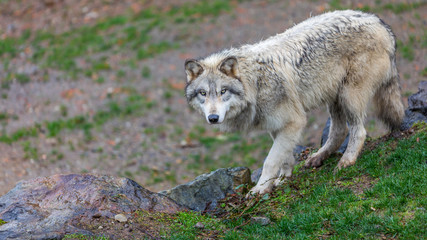 Naklejka na ściany i meble Timberwolf (gray wolf) walking on the trail.
