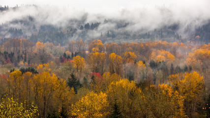 Autumn forest in the mist, beautiful trees on a background of mountains
