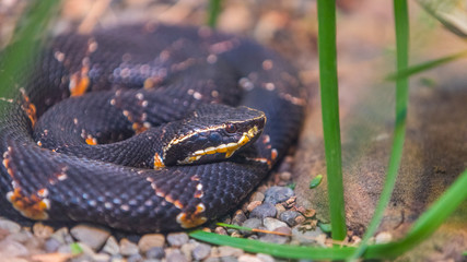 The beautiful black snake with orange spots