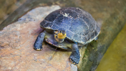 Turtles on the stone in the pond.