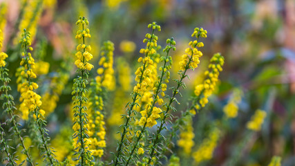 Small yellow flowers on a green background close-up. 