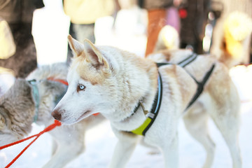 Sledding with husky dogs in Lapland Finland