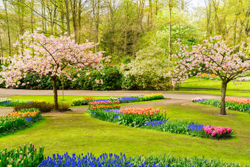 Colourful Blooming cherry trees and flowerbeds in an Spring Formal Garden