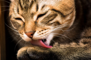 cat licking its paw close-up