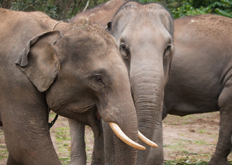 Fototapeta premium Asia elephant