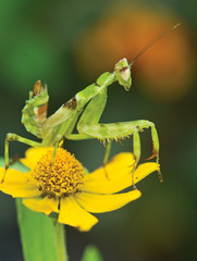 The green mantis sitting on a yellow flower.