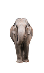 Fototapeta na wymiar Asia elephant isolate on white background