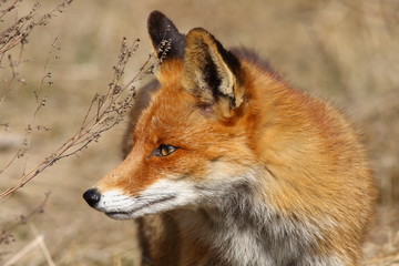 Obraz premium Red fox