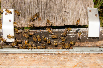 Plenty of bees at the entrance of beehive in apiary.
