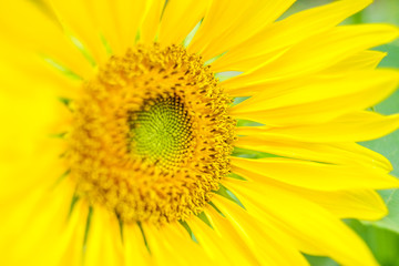 Obraz premium Sunflowers at Hanoi, Vietnam