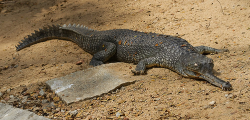 basking crocodile