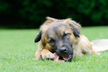 Dog eat bone on meadow
