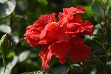 ハイビスカスの花