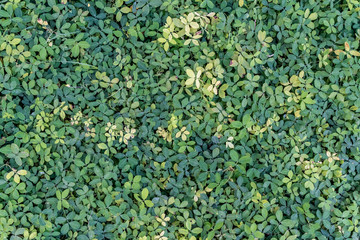 Green leaves floor