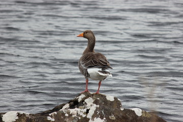 Graugans aus der Insel Harris