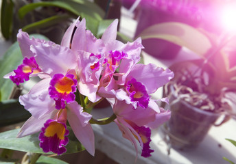 Branch of blooming orchid