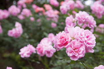 Pink roses in garden