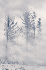Fototapeta na wymiar Winter larches and dense fog. Tinted image.