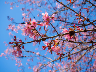 Closeup Cherry, Doi Ang Khang.
