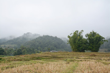 Rice terraces field in Mae Klang Luang , Mae Chaem, Chiang Mai, Thailand