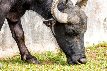 Wild Water Buffalo that on Found on Marajo Island, Brazil
