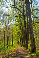 Fototapeta na wymiar Wanderweg durch Laubwald im Frühjahr, erstes frisches Grün schlägt aus