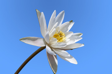 Flower of a white lily on blue sky.