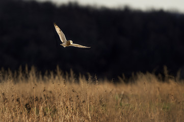 Sunny Evening Short-eared Owl