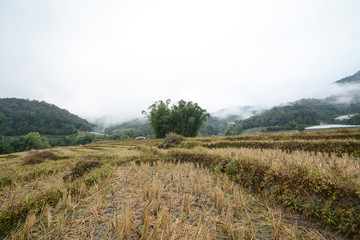 Rice terraces field in Mae Klang Luang , Mae Chaem, Chiang Mai, Thailand