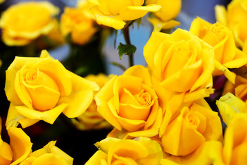 Yellow roses background