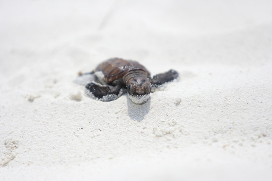 Baby green turtle making its way to the ocean
