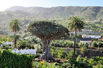 Dragonnier millenaire des Canaries - Ténérife