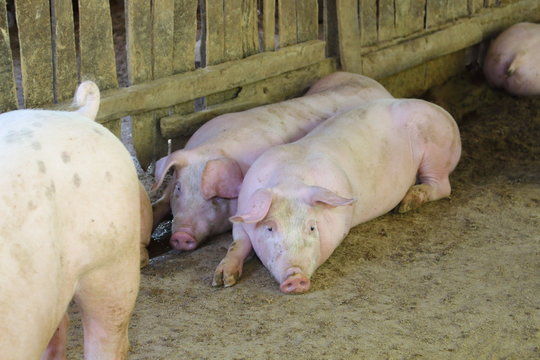 Many white pig on a farm.