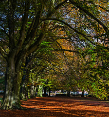 Autumn Colours in Calderstones Park, Liverpool, England.