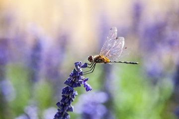 dragonfly on the purple flower