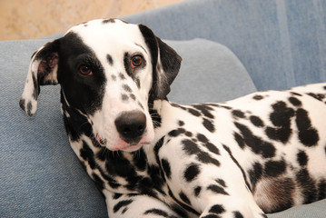 Dog dalmatian lies on a blue sofa