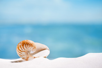 nautilus shell  on white  beach sand and blue seascape backgroun