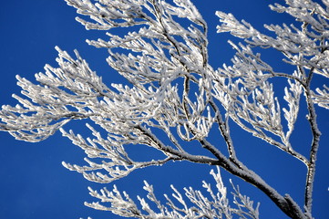 Zweige mit Eiskristallen vor strahlend blauem Winterhimmel